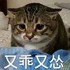 萌宠 猫星人 又乖又怂 无辜 呆萌 可爱