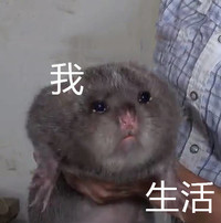 竹鼠 华农兄弟