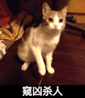 猫咪 可爱 爪子 窥凶杀人