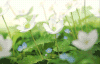 开花 摇摆 花 风
