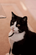 爱 舌头 小猫 凯蒂 猫