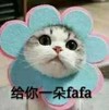 猫咪 给你一朵fafa 搞笑 可爱 滑稽