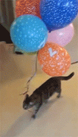 气球 小猫 门 出门