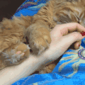 猫猫 握手 可爱 萌宠