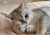 萌宠 喵星人 等你 我等你 憨憨 可爱