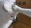 萌宠 喵星人 摸头杀 摸摸 搞怪 呆萌