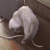喵星人 猫咪 萌宠 可爱