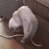 喵星人 猫咪 萌宠 可爱