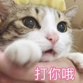 猫咪 大眼睛 爪子 打你哦