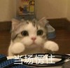 萌宠 猫星人 当场愣住 无奈 呆萌 可爱