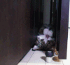 动物 萌宠 猫