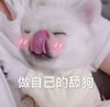 萌宠 汪星人 做自己的舔狗 吐舌头 呆萌 可爱
