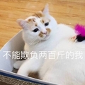 不能欺负 两百斤的我 猫咪 可爱