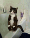 喵星人 搞笑 萌宠 猫 猫咪