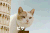 宠物 猫咪 塔 巨大