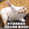 萌宠 喵星人 你不能看我老实就欺负我 委屈 呆萌 搞怪