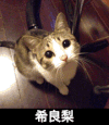 注视 可爱 猫咪 杀良梨