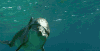 海豚 dolphin 自由