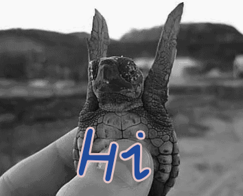打招呼 hi 乌龟