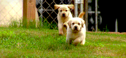 小狗 奔跑 可爱 草地