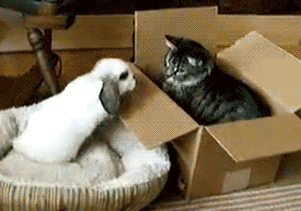 兔子  猫咪  搞笑  可笑