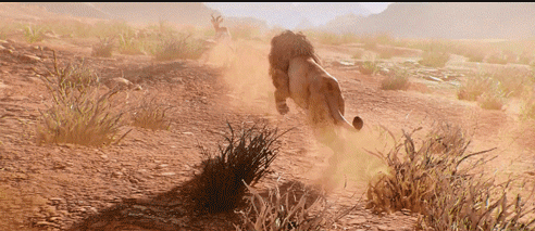 狮子 野外 奔跑 捕猎