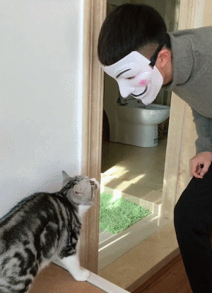 猫咪 面具 害怕 主人