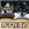 狗子你变了 狗狗 可爱 搞笑 萌宠