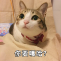 猫咪 喵星人你要嘎哈 仰视 可爱