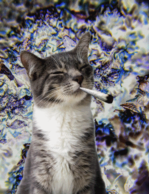 猫咪 抽烟 叼着 搞笑