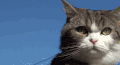 猫 喵星人 宠物 萌 可爱