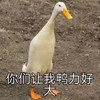 萌宠 小鸭子 压力好大 难受 搞怪 逗