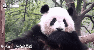 大熊猫 国宝 卖萌 吃东西