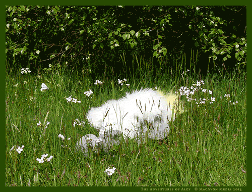 艺术家在Tumblr 睡觉 可以 自然  蝴蝶 苏格兰 春天 原来的摄影师 冒险 草 原创内容 西高地 阿尔吉 疲惫 杜鹃花