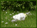 艺术家在Tumblr 睡觉 可以 自然  蝴蝶 苏格兰 春天 原来的摄影师 冒险 草 原创内容 西高地 阿尔吉 疲惫 杜鹃花