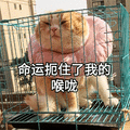 萌宠 猫咪 猫 喵星人 命运扼住了我的喉咙 伤心 搞怪