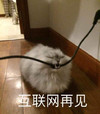 萌宠 喵星人 互联网再见 我断网了 淘气 可爱