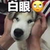 萌宠 汪星人 翻白眼 懒得理你 可爱 搞怪