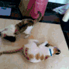 猫咪 喵星人 玩耍 淘气 搞笑 鞋子