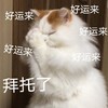 萌宠 猫星人 好运来 拜托了 呆萌 可爱