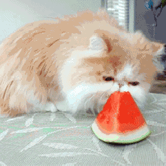 猫咪 西瓜 吃货 可爱