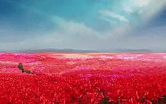 花海 红色 唯美 天空 红色