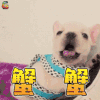 谢谢 蟹蟹 狗狗 soogif soogif出品