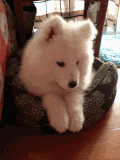 小狗狗 萌萌哒 可爱 萨摩