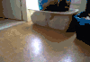 动物 萌宠 喵星人 搞笑 可爱 狂奔