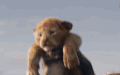 迪士尼 狮子王 真人版 动画片 电影 经典 预告片 可爱 萌 动物
