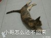 喵 猫咪 等待 小哥怎么还不回来