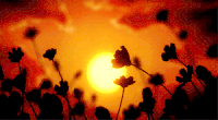夕阳 花朵 摇摆 温暖