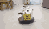猫咪 享受 舒服 萌宠