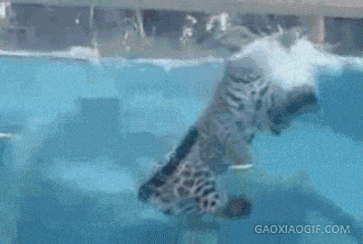 美洲豹 游泳 潜水 牛逼 活久见 成精